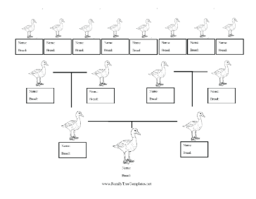 Duck Breed Family Tree Template