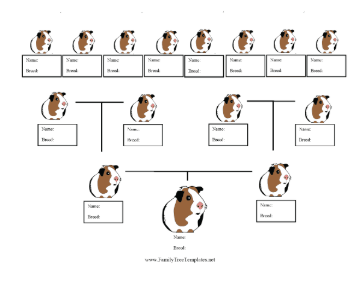 Guinea Pig Breed Family Tree Template