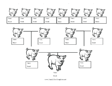 Pig Breed Family Tree Template
