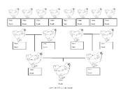 Chicken Family Tree