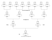 Dinosaur Family Tree Coloring Page